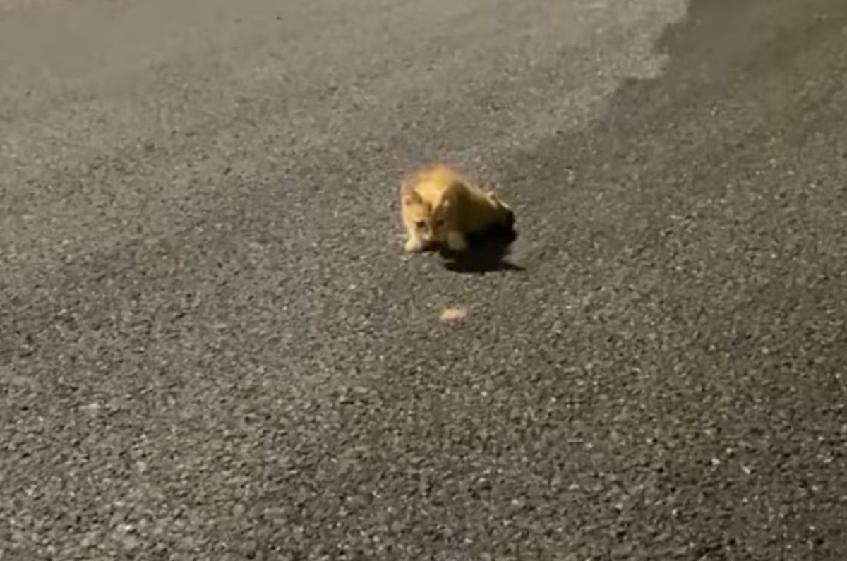 Katze mit Behinderung krabbelt entlang einer Strasse