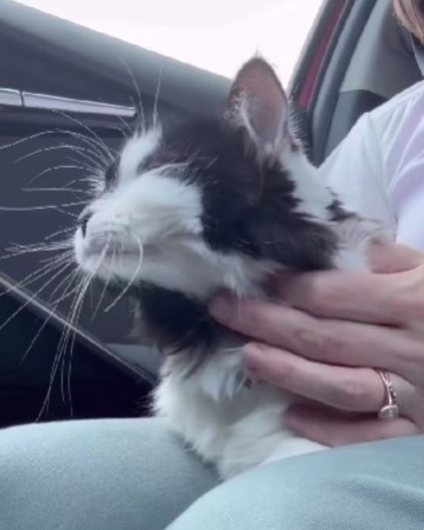 Katze mit Besitzerin im Auto