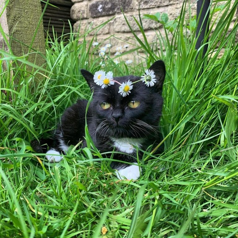 Katze mit Blumen auf dem Kopf liegt im Gras