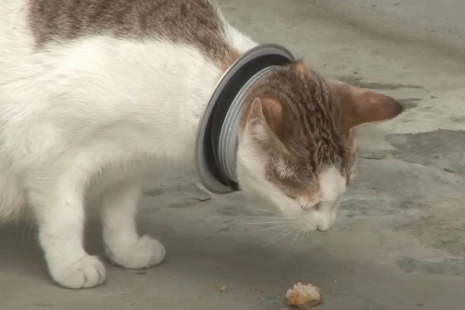 Katze mit Eisenreifen um den Hals frisst