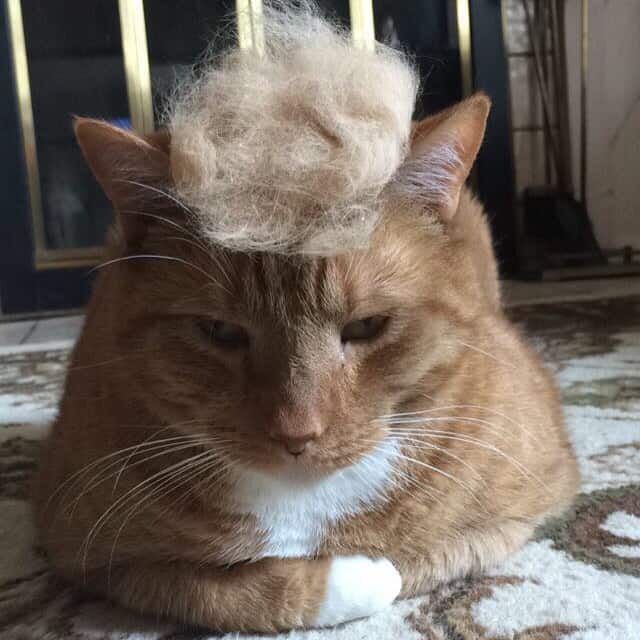 Katze mit Haaren auf dem Kopf