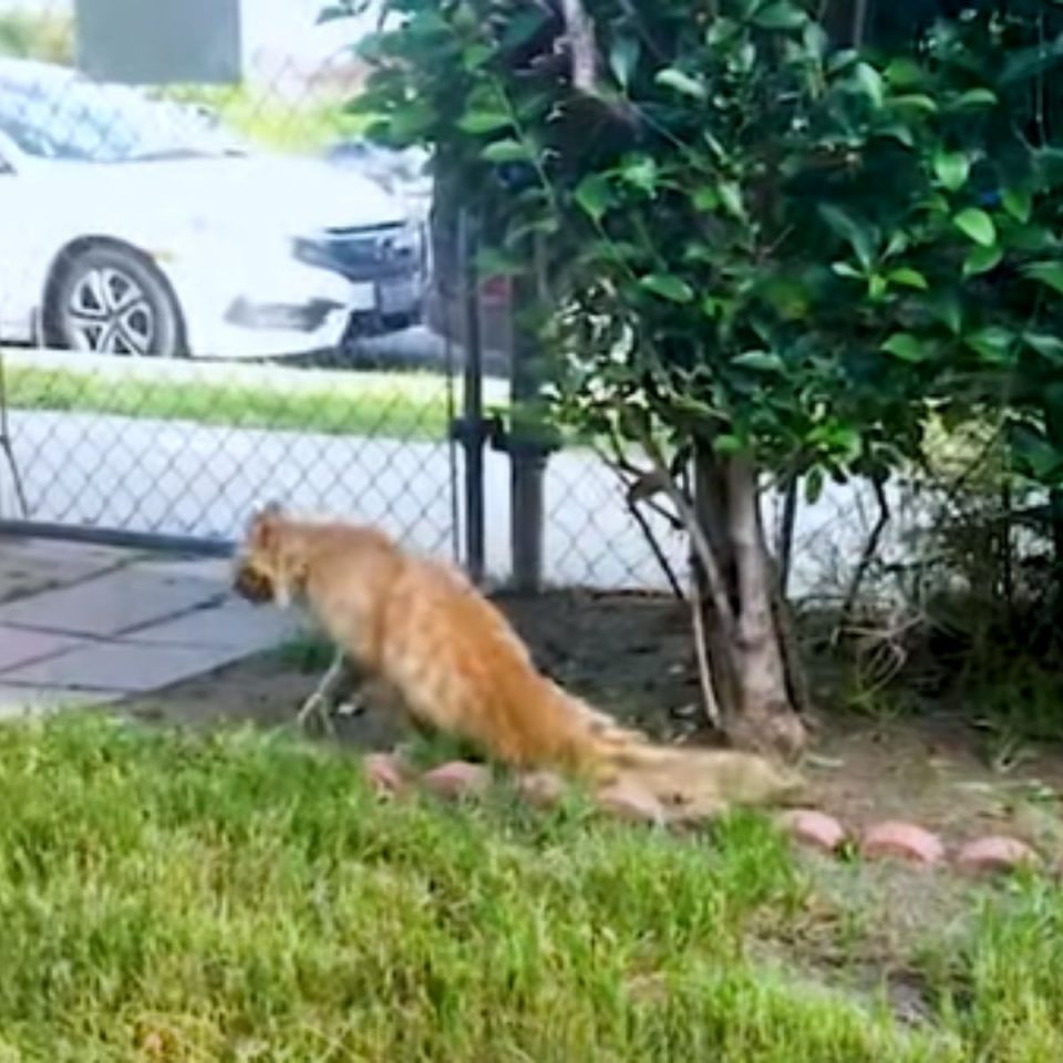 Katze mit gelaehmten Hinterbeinen