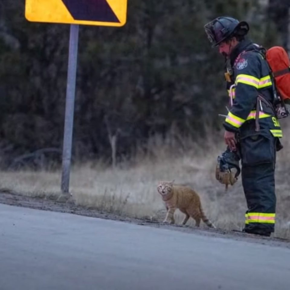 Katze neben einem Feuerwehrmann