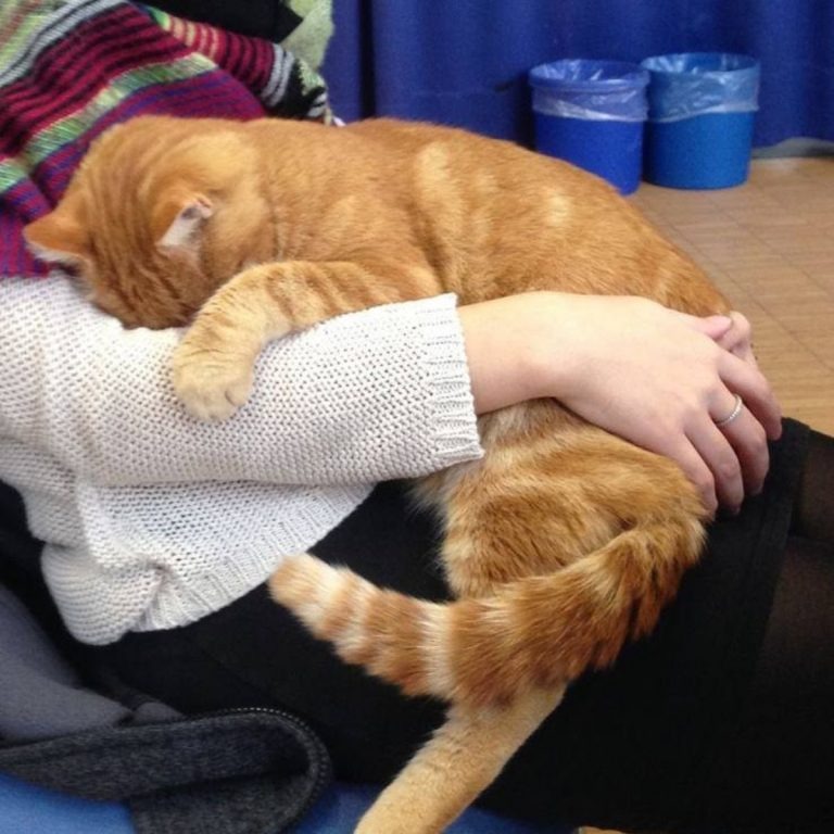 Katze schlaeft auf einer Studentin