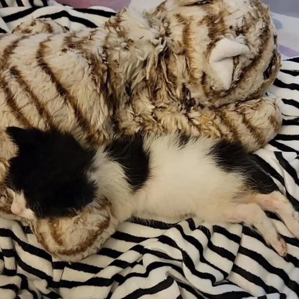 Katze schlaeft neben Kuscheltier