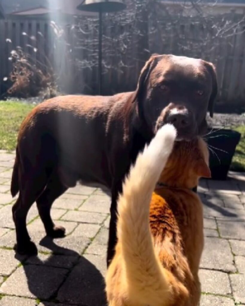 Katze schmust mit Labrador-Hund