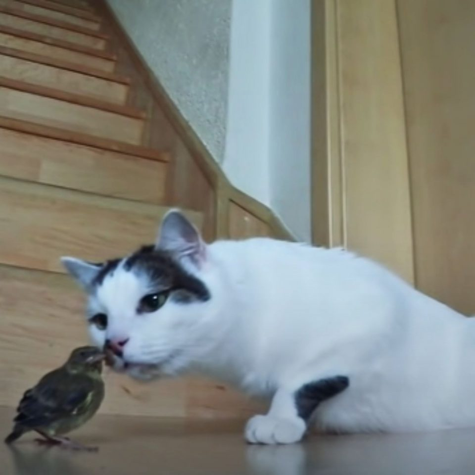 Katze schnuppert an einem Spatzen