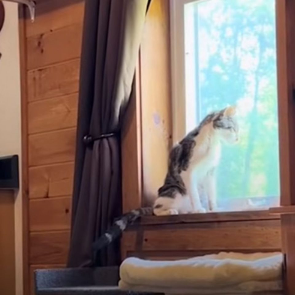 Katze sitzt am Fenster