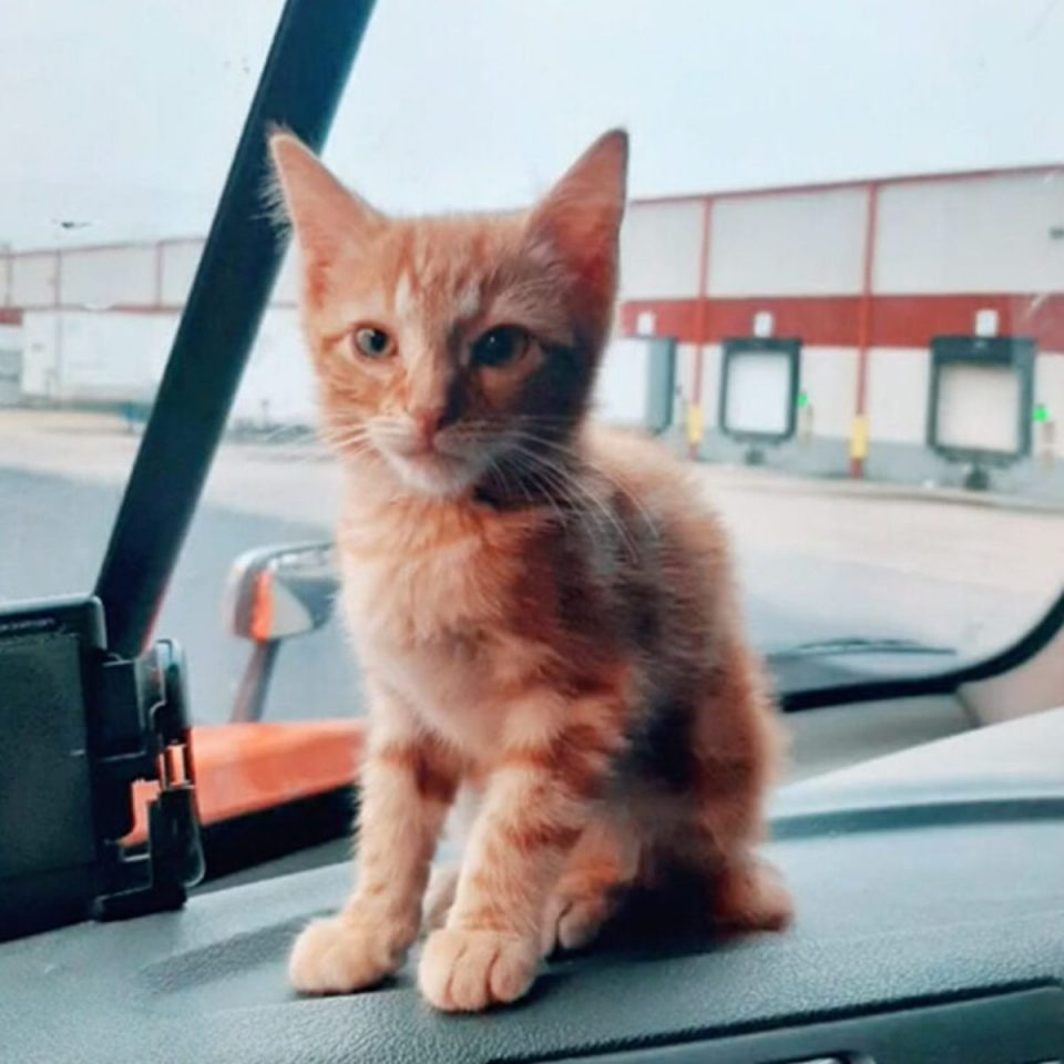 Katze sitzt auf einem Armaturenbrett