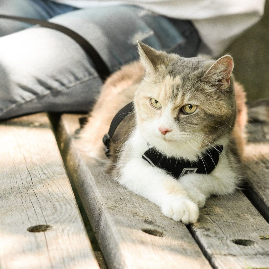 Katze sitzt auf einer Bank