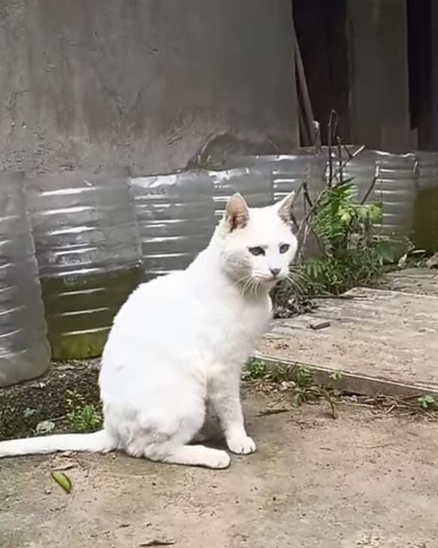 Katze sitzt im Garten