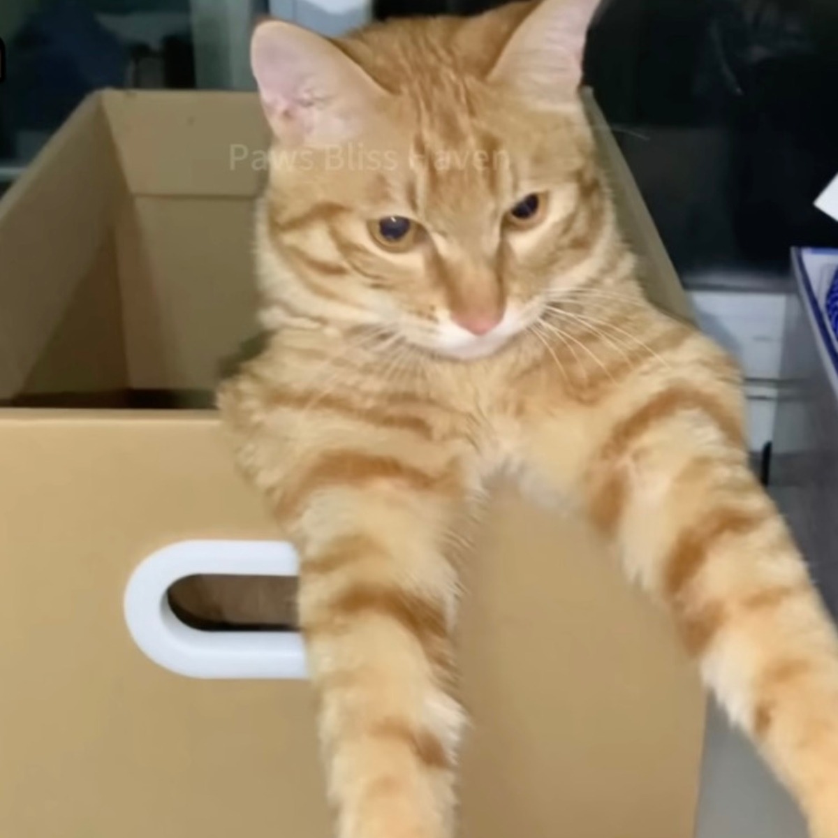 Katze sitzt in einer Box