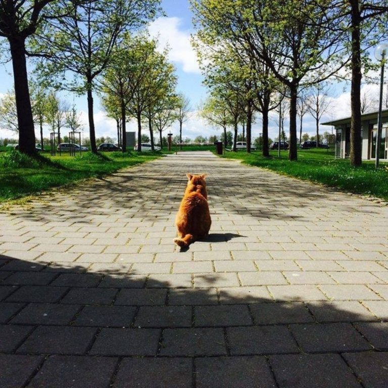 Katze sitzt mitten auf einem Gehweg