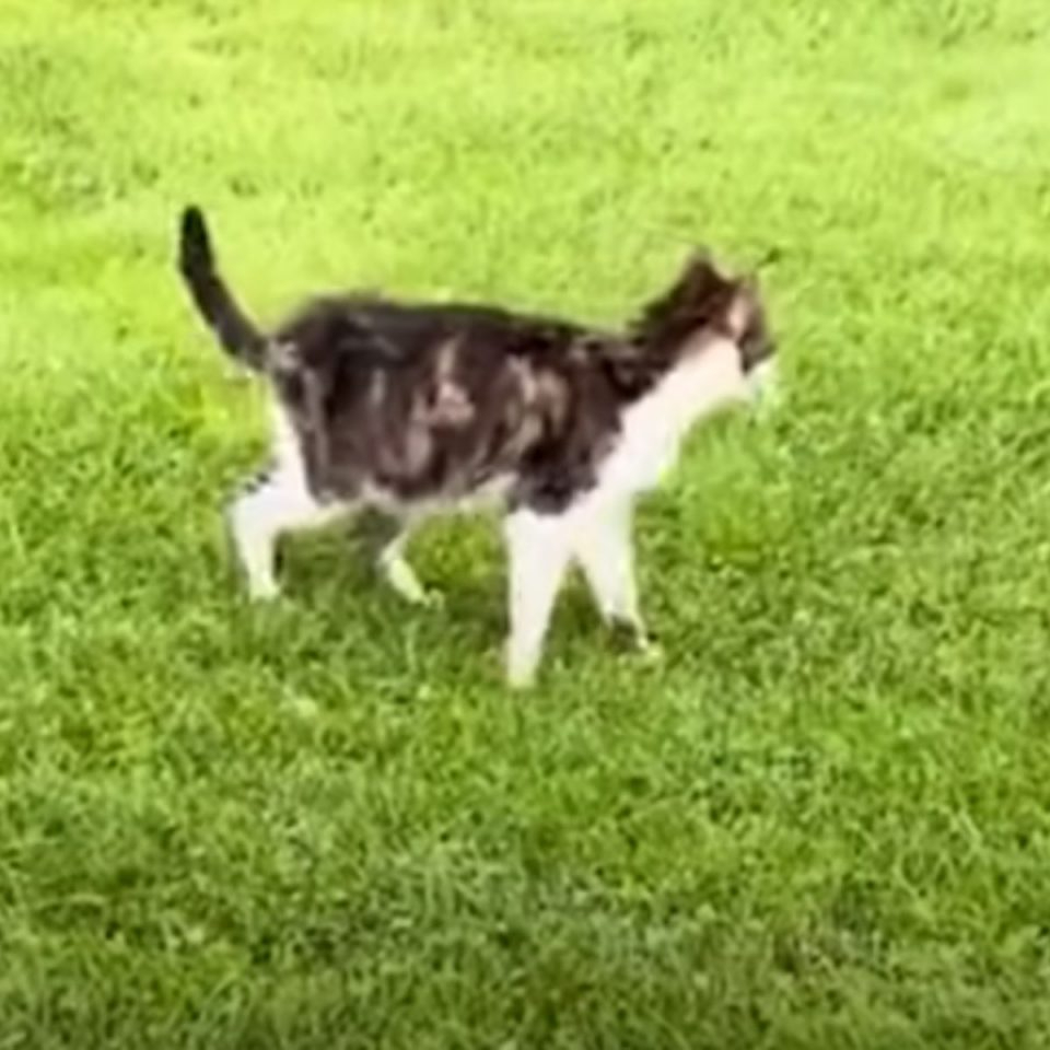 Katze spaziert auf Gras