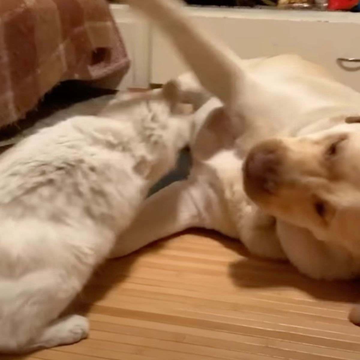 Katze spielt mit Hund 