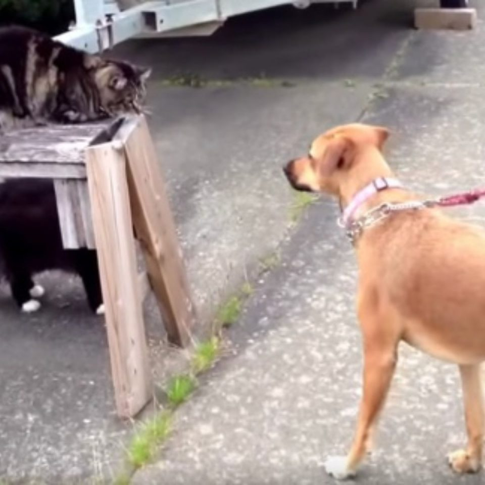 Katze trifft auf Hund