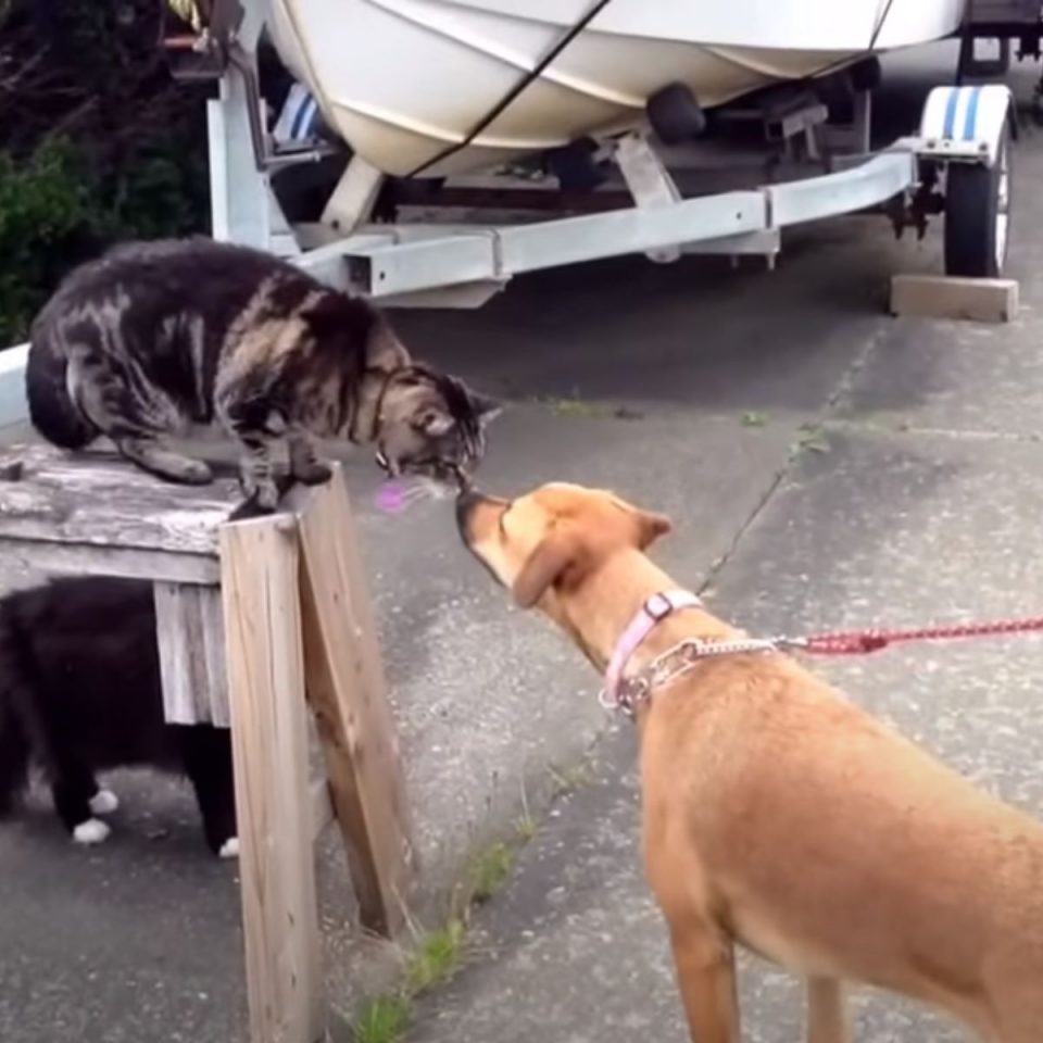 Katze und Hund beschnuppern sich