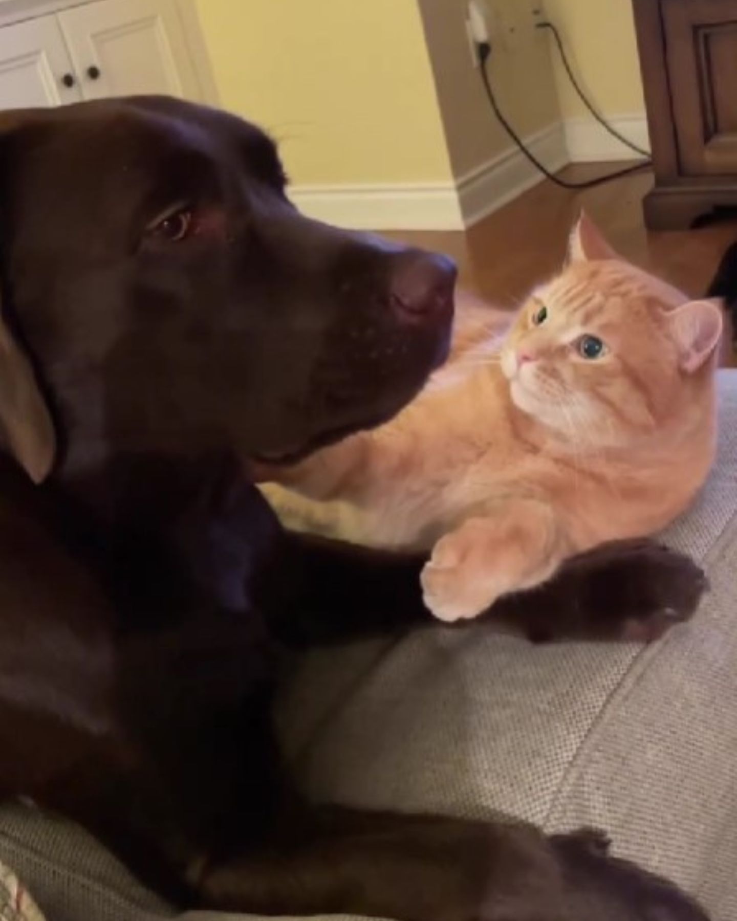 Katze und Hund liegen nebeneinander