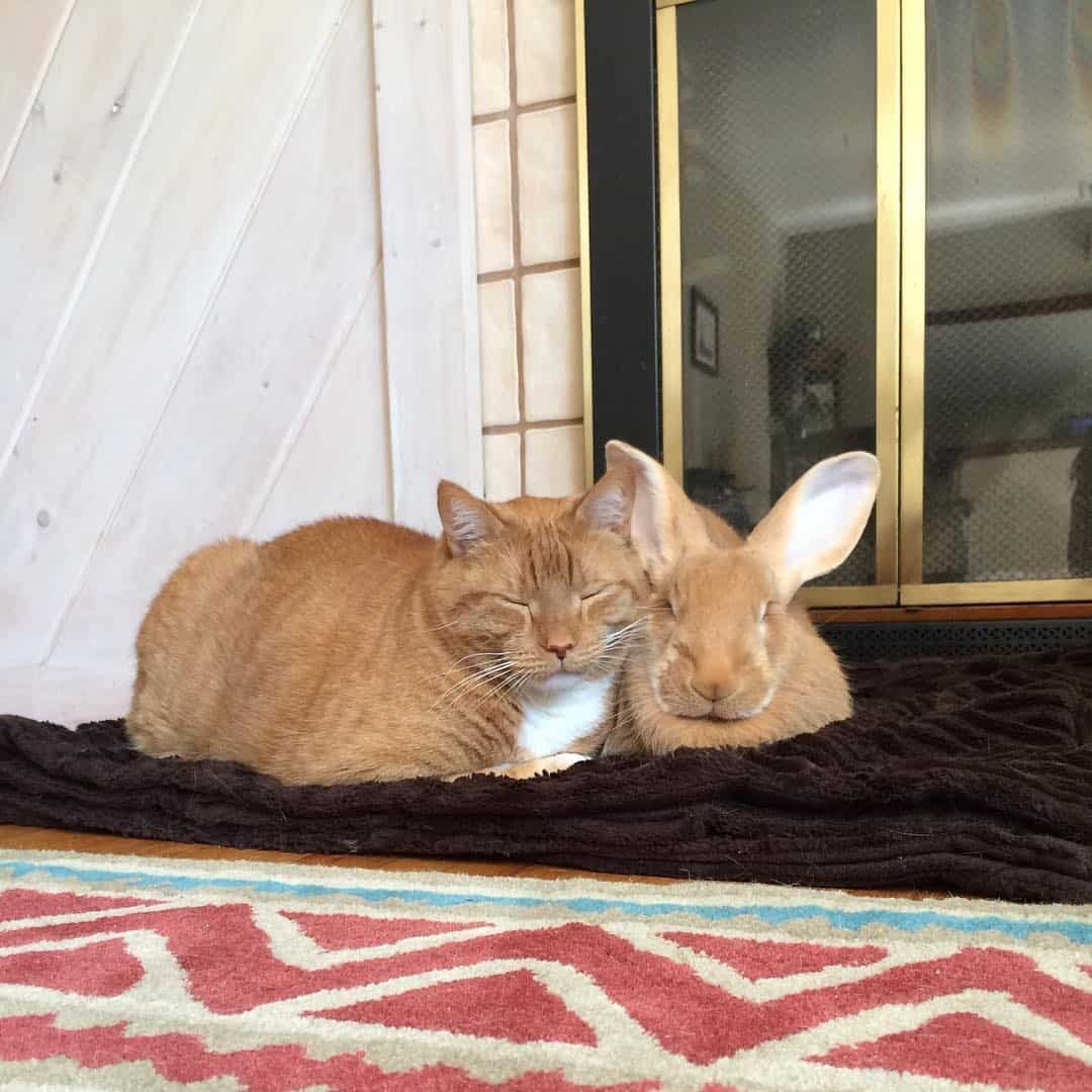 Katze und Kaninchen als beste Freunde