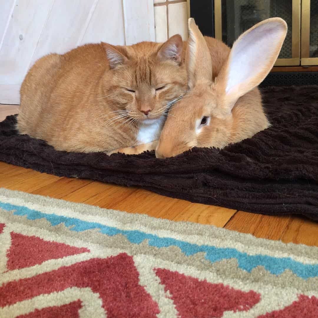 Katze und Kaninchen liegen auf einer Decke