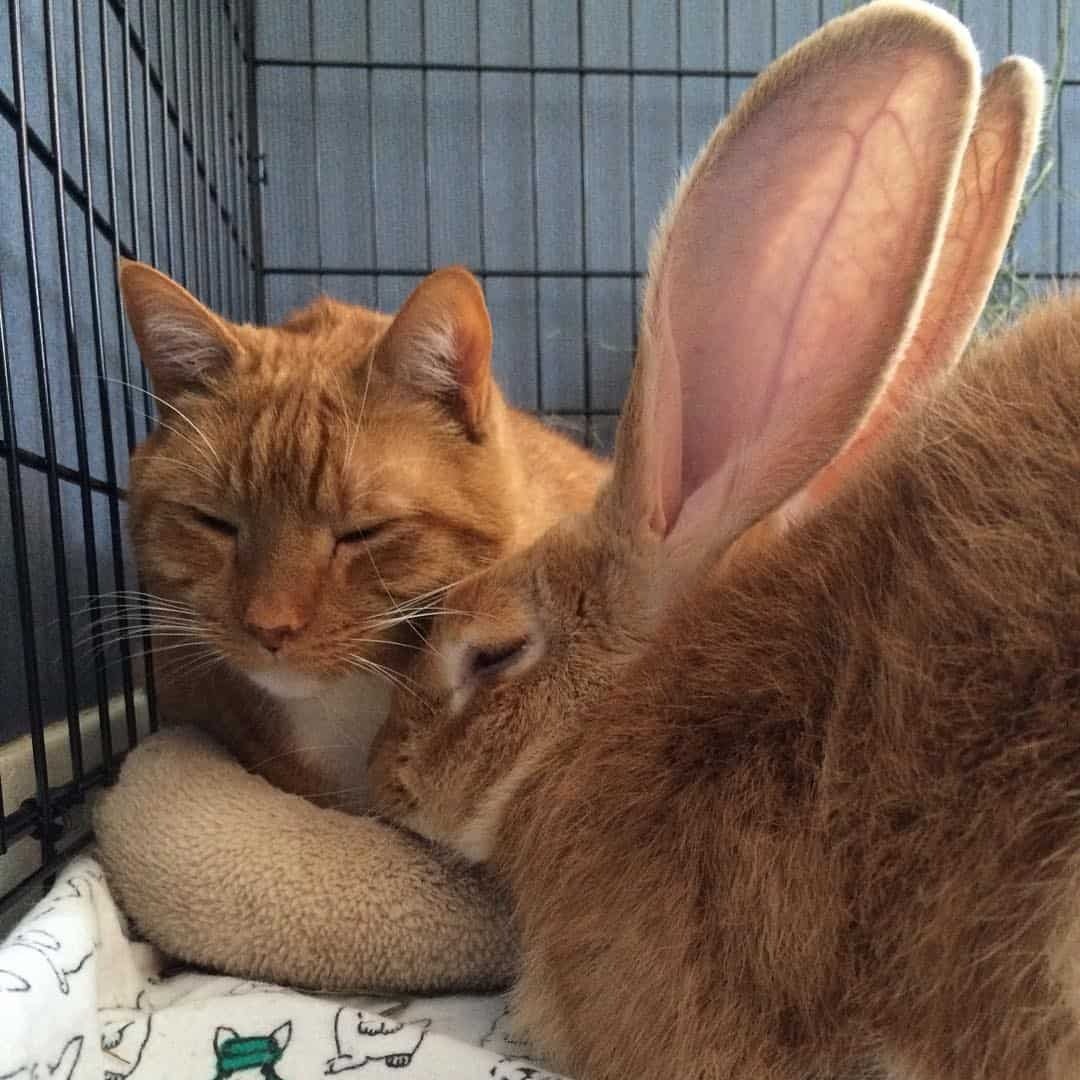 Katze und Kaninchen schlafen nebeneinander