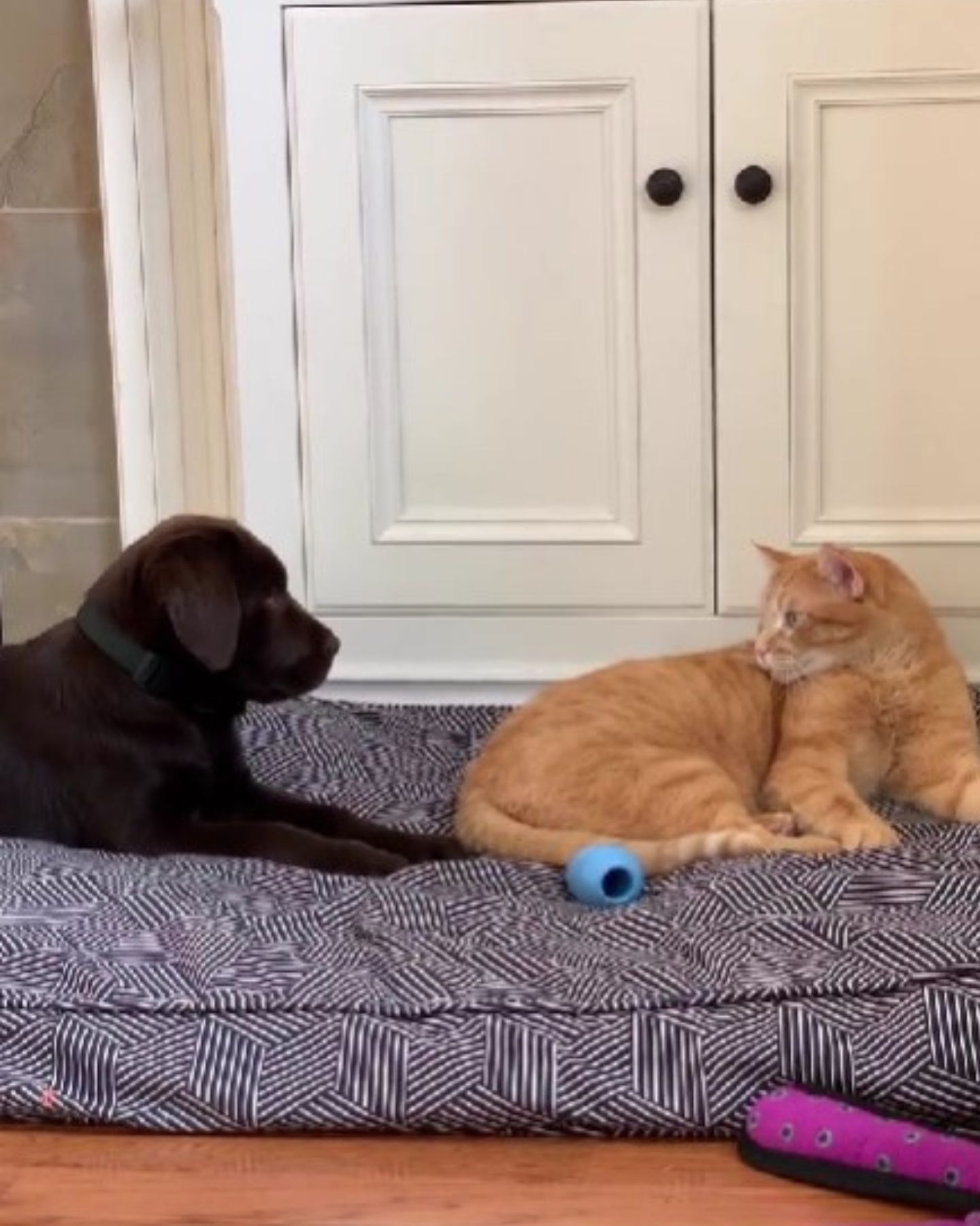 Katze und Welpe auf einem Hundebett