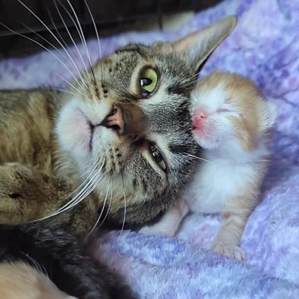 Katze und ein kleines Katzenbaby