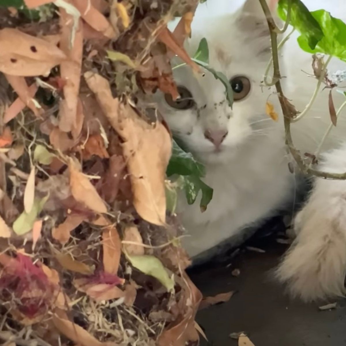 Katze versteckt hinter einem Gebuesch