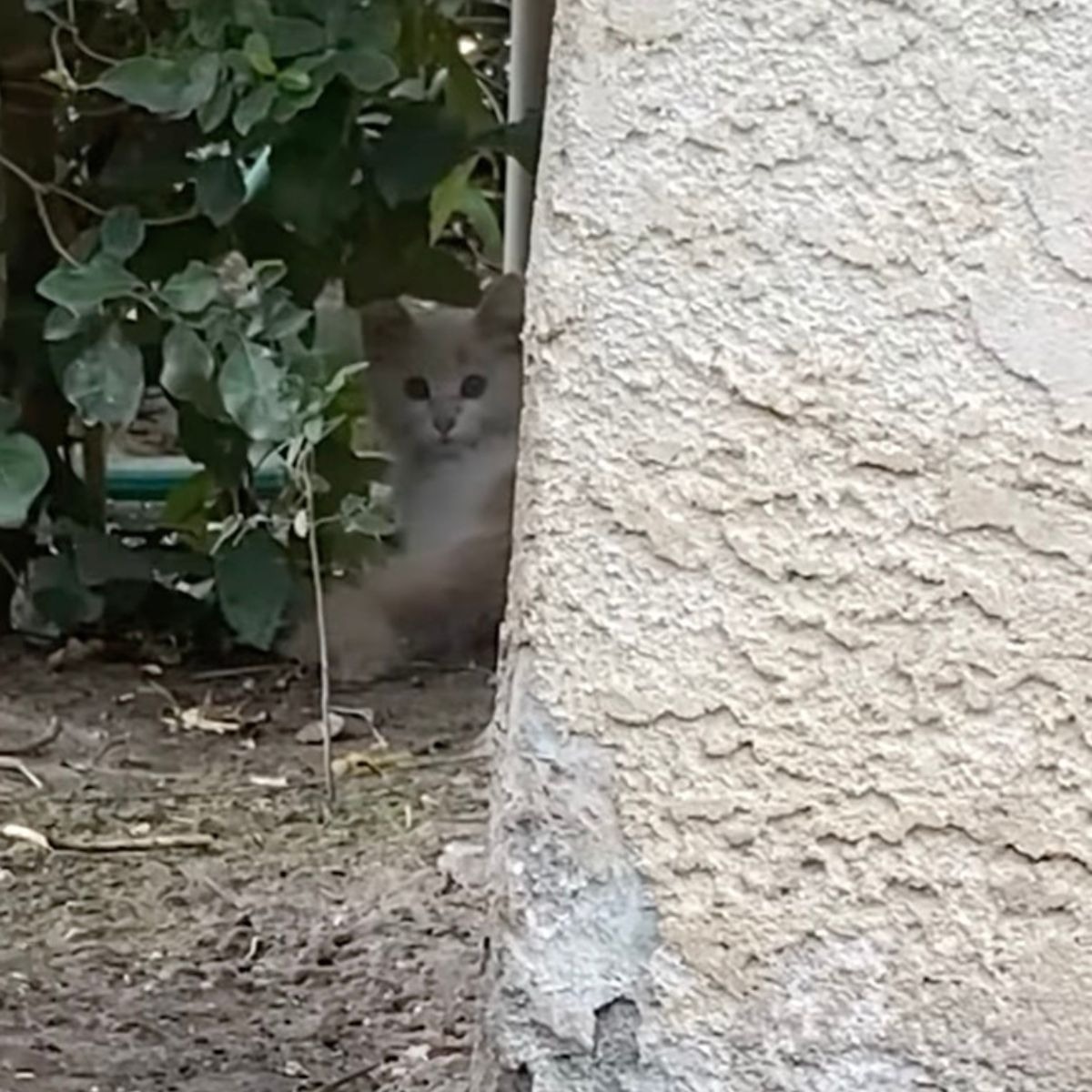 Katze versteckt hinter einer Wand