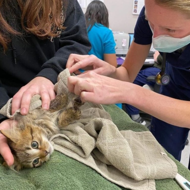 Katze wird beim Tierarzt behandelt