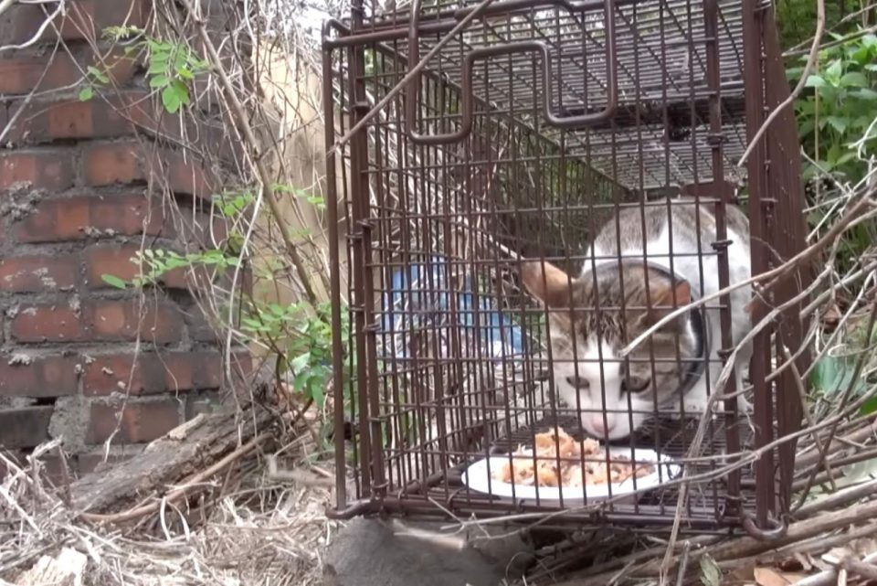 Katze wird eingefangen und bekommt Futter