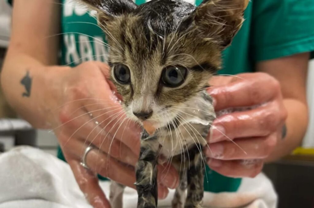 Katze wird gebadet