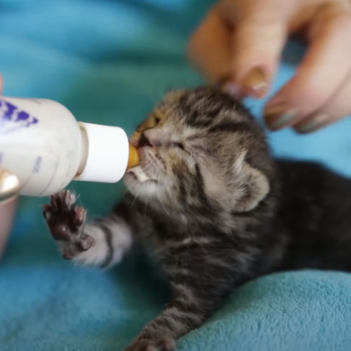 Katze wird mit einer Flasche gefuettert