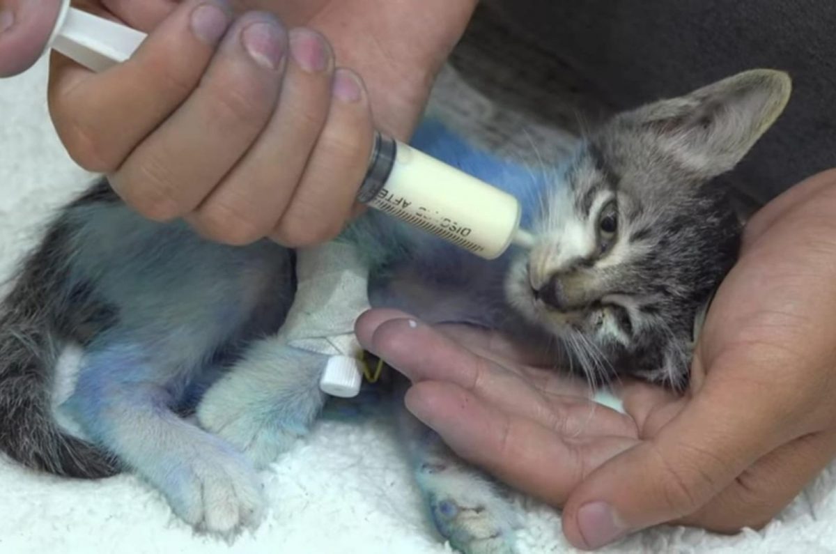 Katze wird mit einer Spritze gefuettert