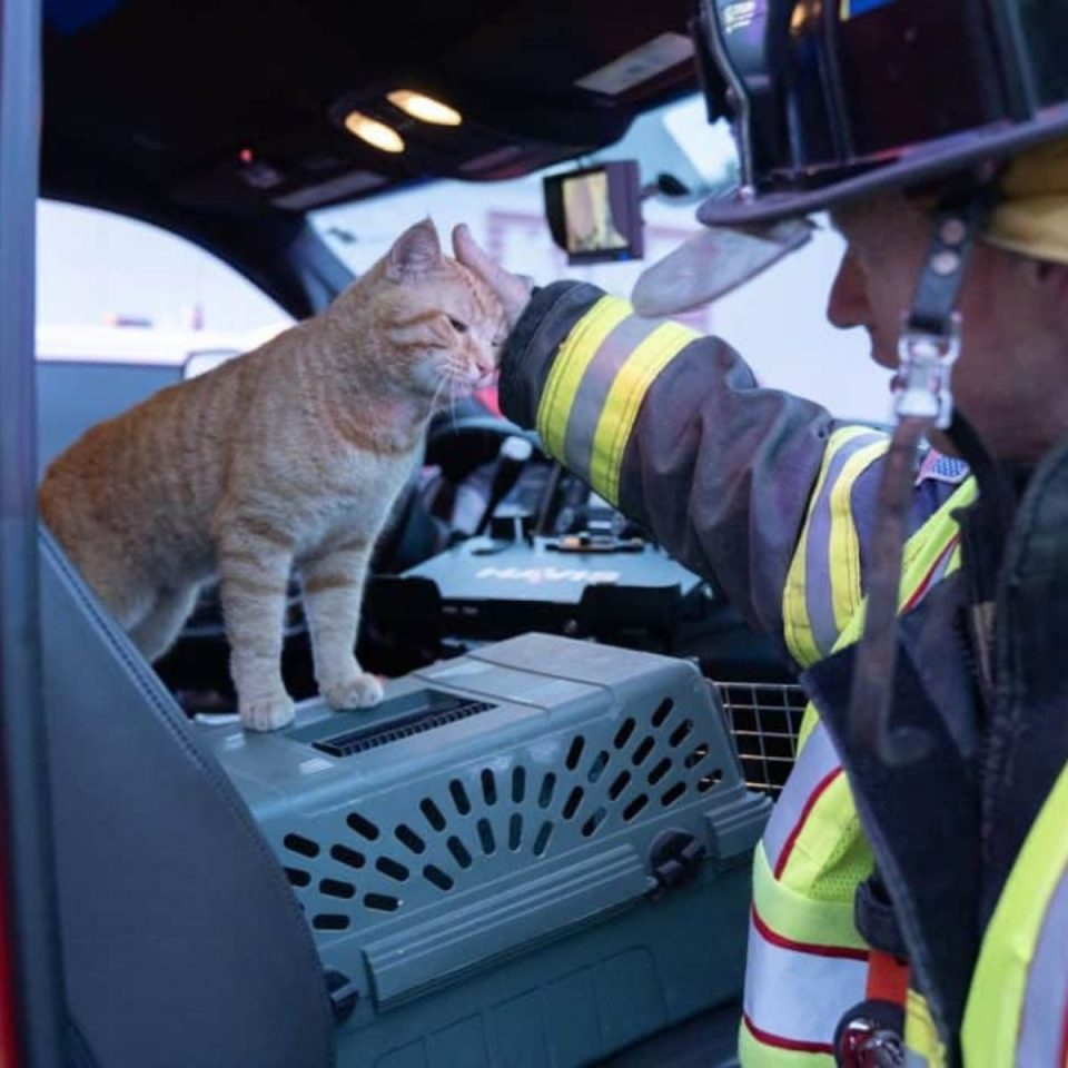 Katze wird von einem Feuerwehrmann gestreichelt