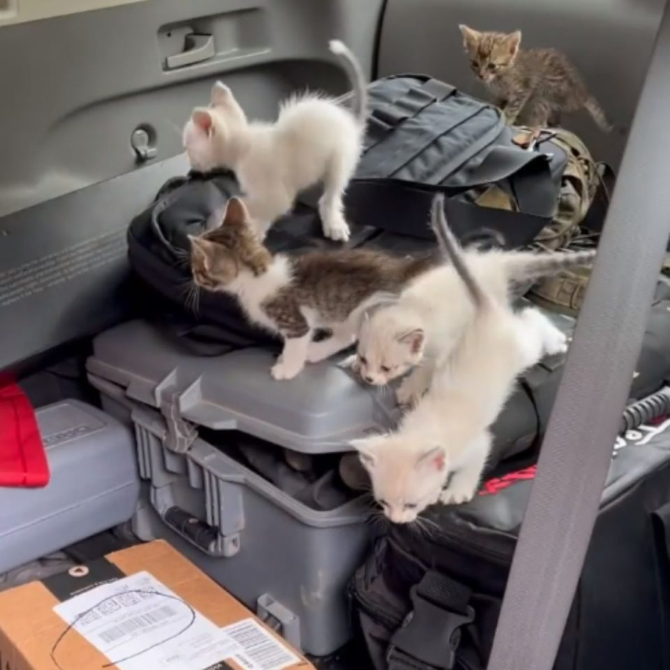 Katzen im Auto