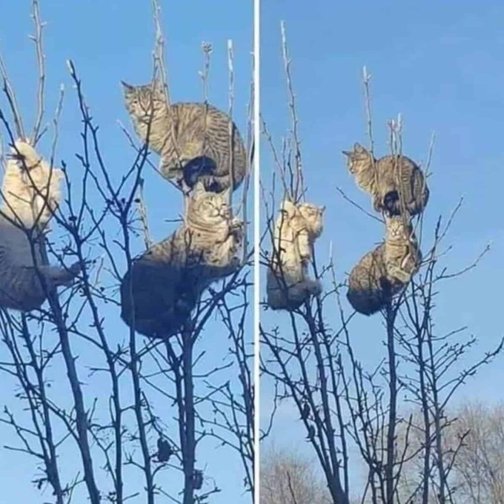 Katzen im Baum