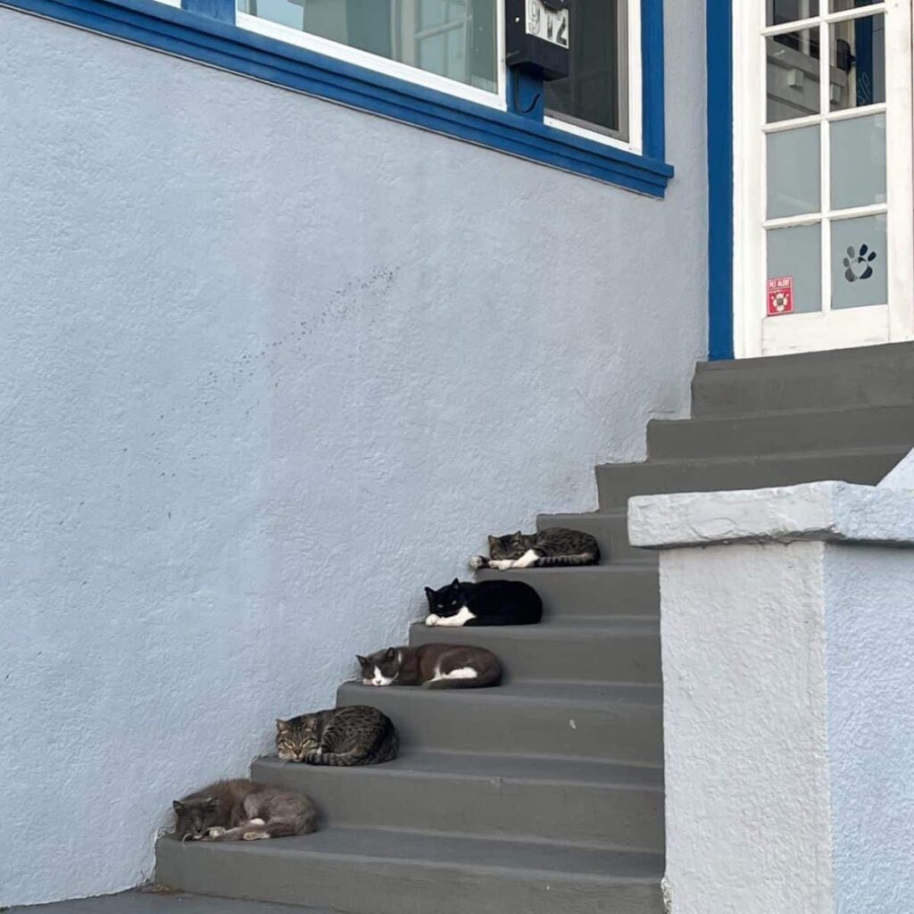 Katzen liegen auf einer Treppe