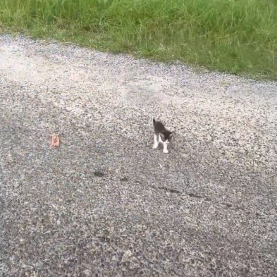 Katzenbaby allein auf der Strasse