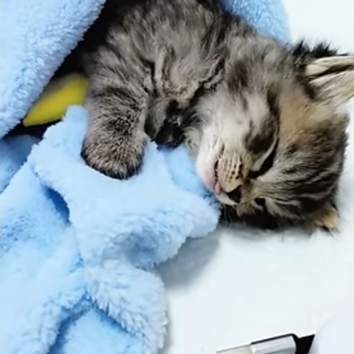 Katzenbaby auf einer blauen Decke