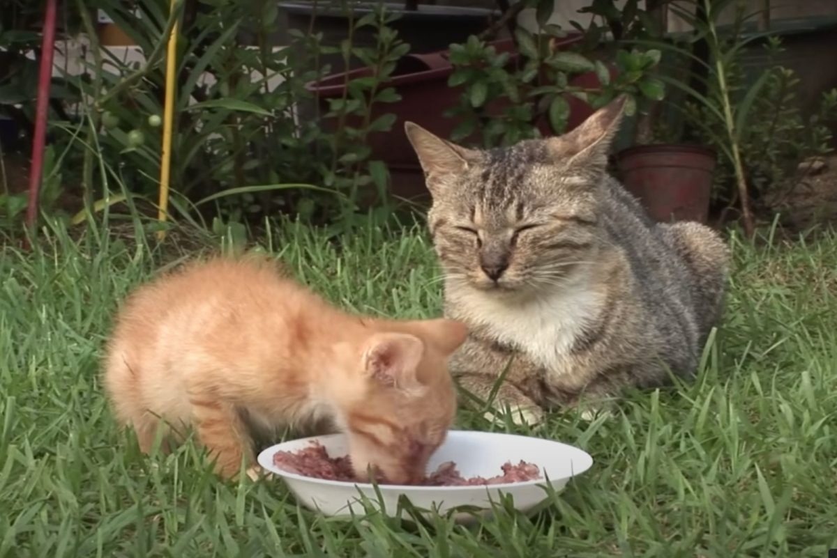 Katzenbaby frisst neben seiner Katzenmama