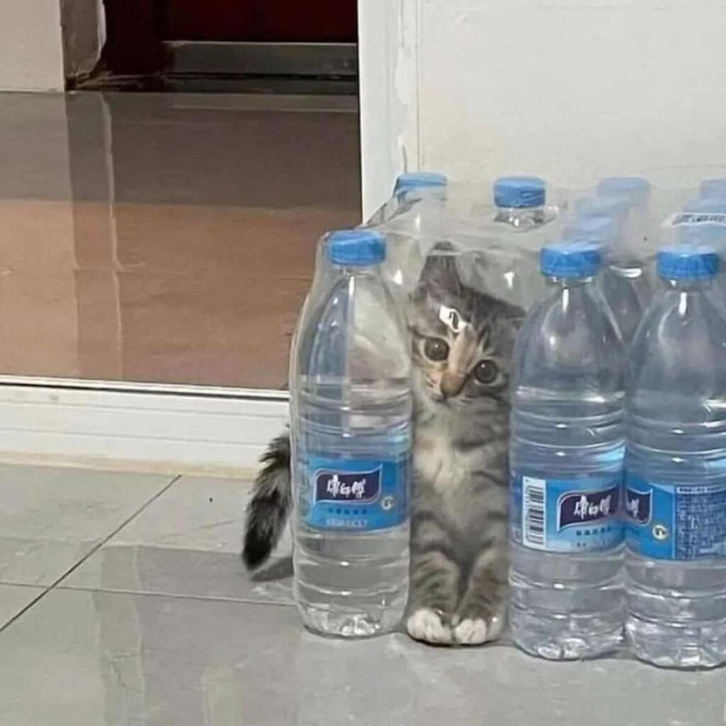 Katzenbaby getarnt als Wasserflasche