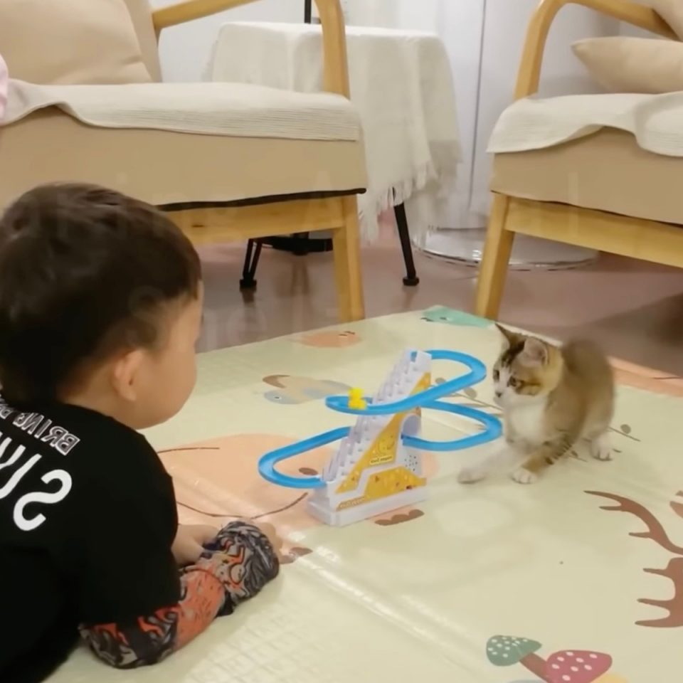 Katzenbaby spielt mit kleinen Jungen