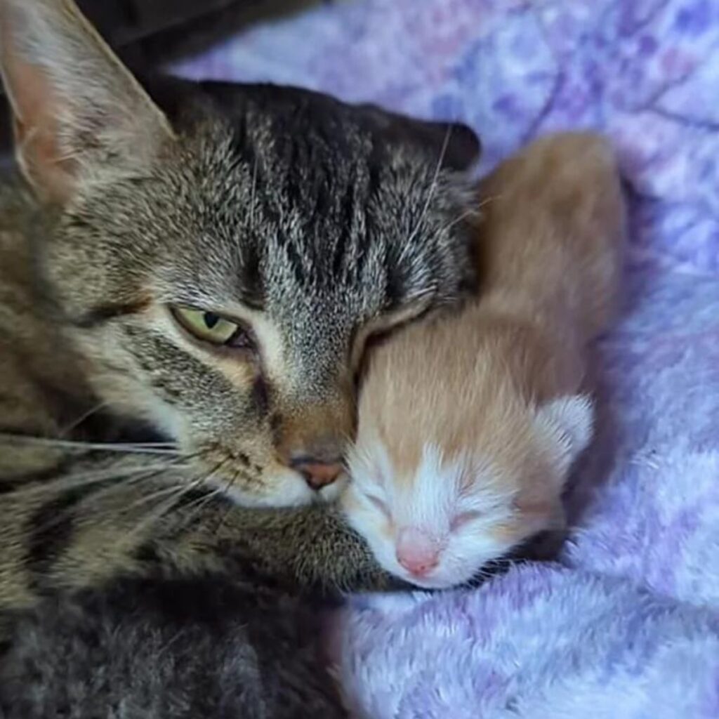 Katzenbaby und Katzenmama schlafen