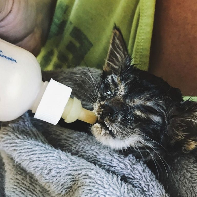 Katzenbaby wird mit Flasche gefuettert