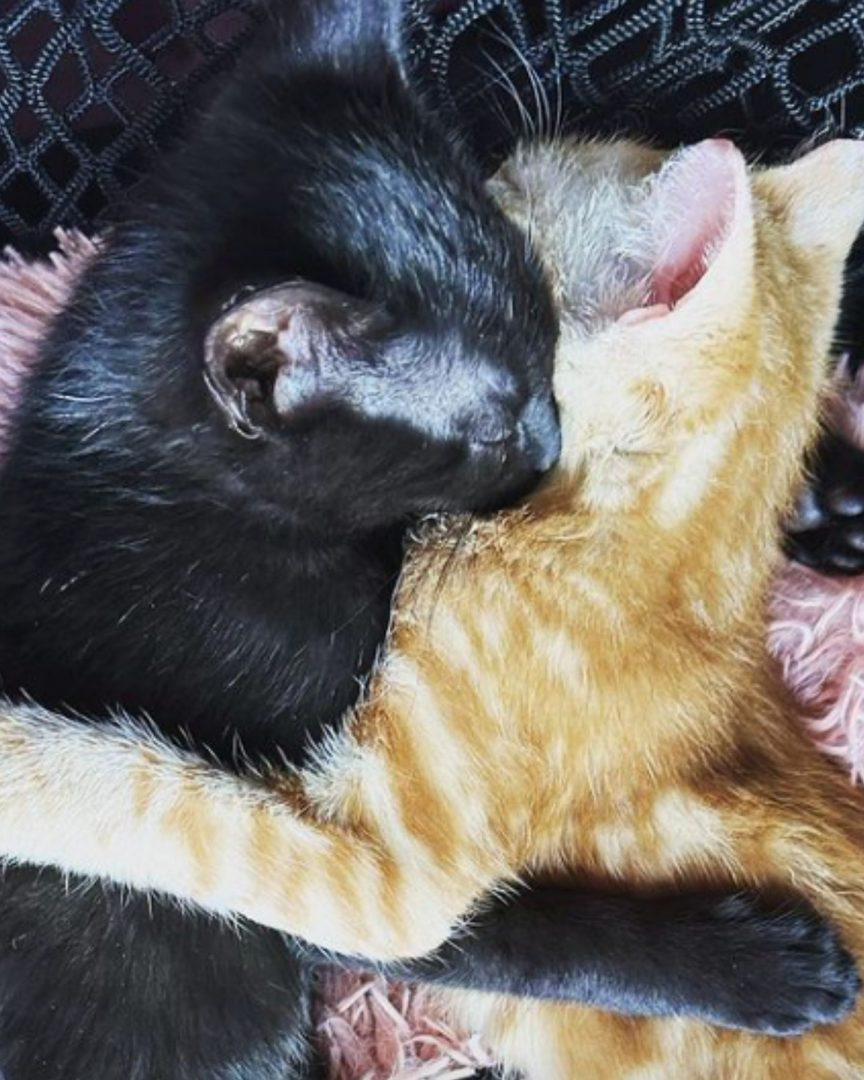 Katzenbabys kuscheln miteinander