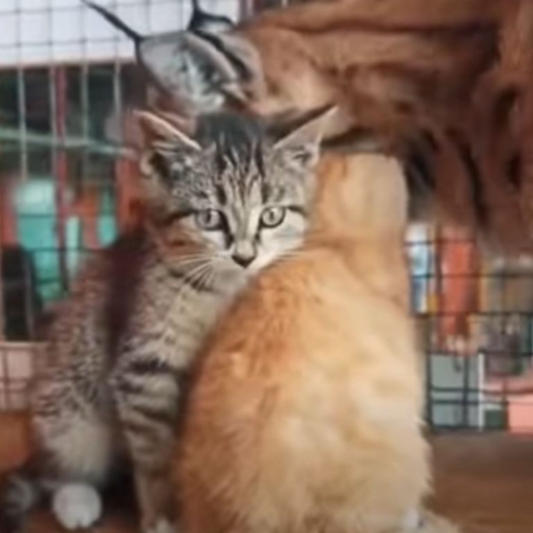 Katzenbabys und ein großer Luchs