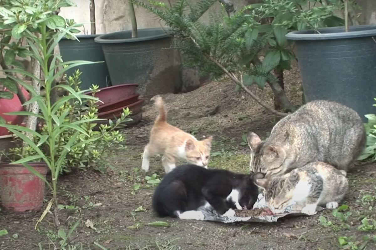 Katzenfamilie frisst