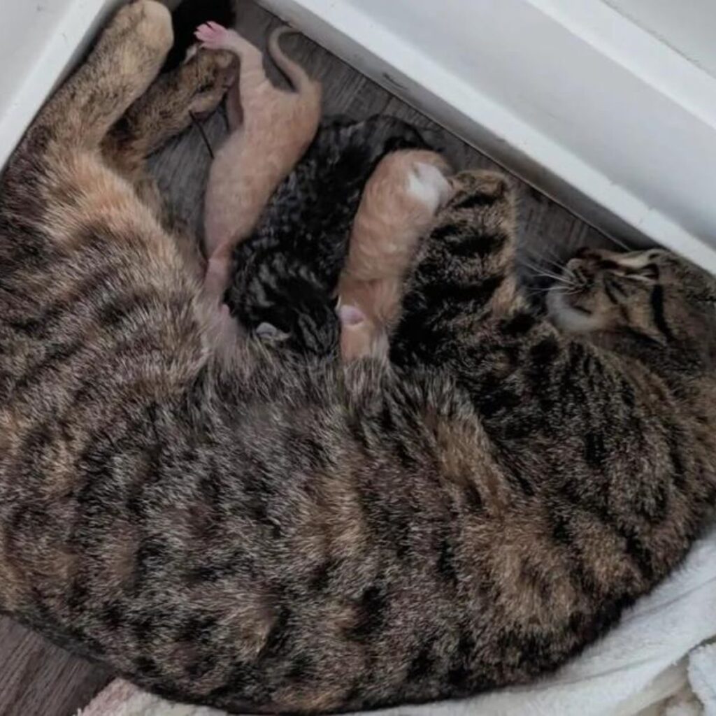 Katzenmama liegt bei ihren Katzenbabys