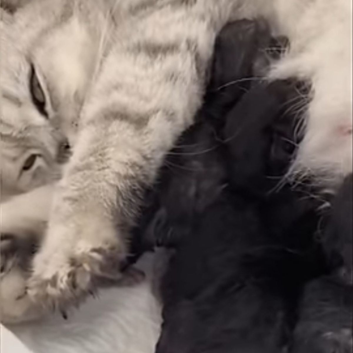 Katzenmama liegt mit ihren Babys